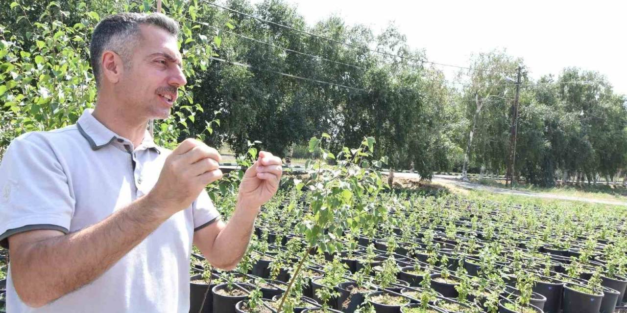 Erzurum Orman Bölge Müdürü Karakurt: "Bölgede Yıl Sonuna Kadar 908 Bin Fidan Toprakla Buluşturulacak"