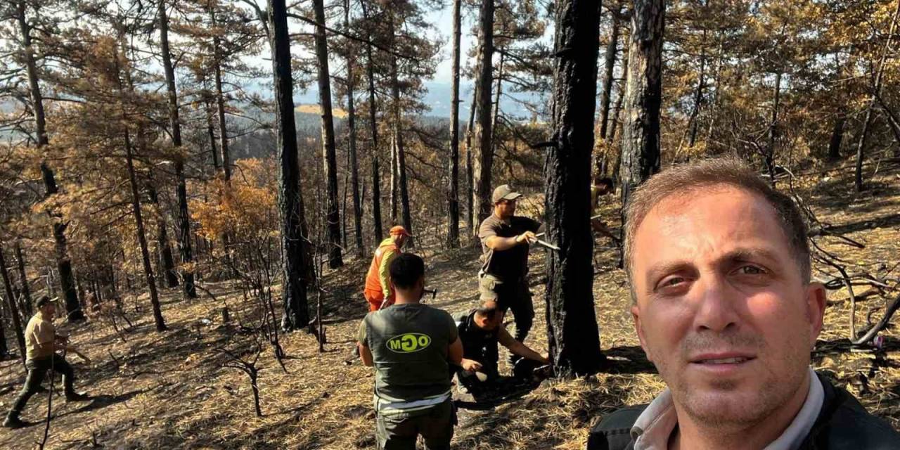 Sakarya’da Yanan Ormanlık Alanlar Tekrar Hayata Dönüyor