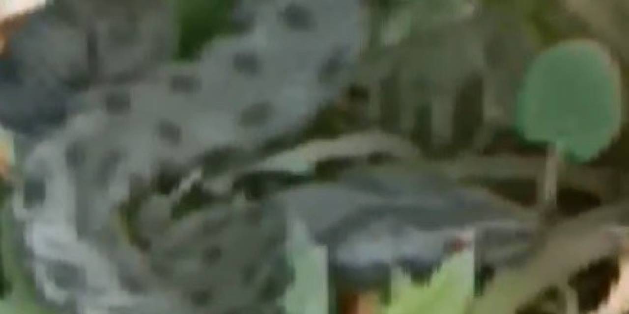 Kars’ta Caddede Görülen Yeşil Yılan Korkuttu