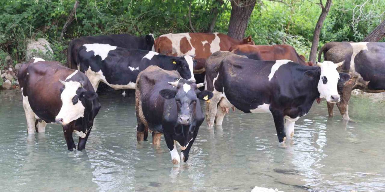 Sıcaklar Bunalttı, Hayvanlar Suya Girerek Serinledi