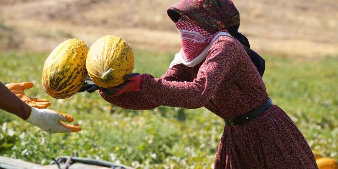 40 Derece Sıcaklıkta Kavun Hasadı Başladı: Yüksek Verim, Üreticinin Yüzünü Güldürdü