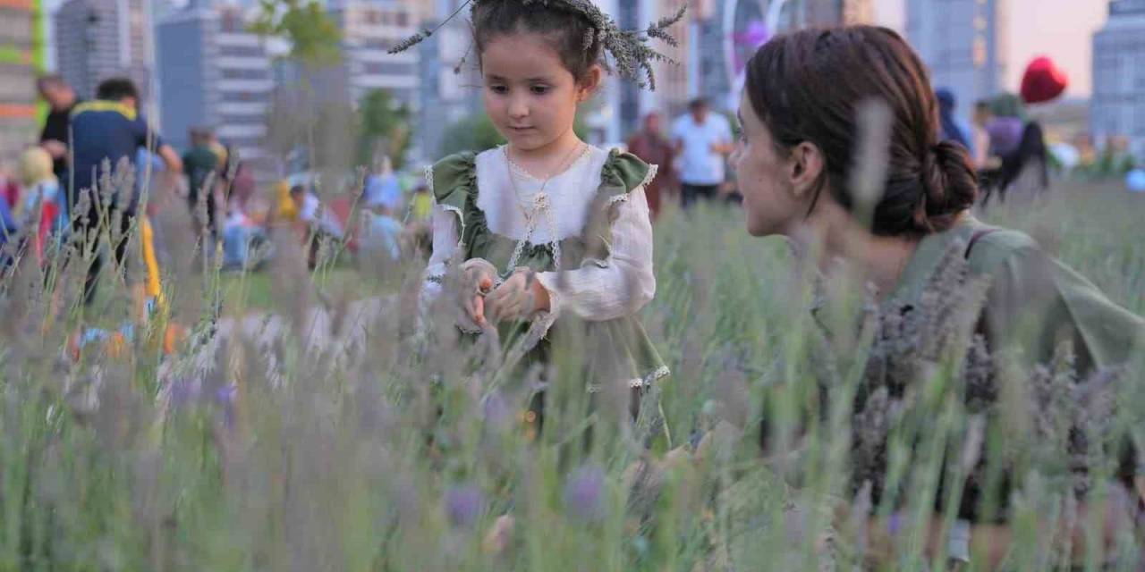 Başkentliler Keçiören’deki Lavanta Festivaline Akın Etti