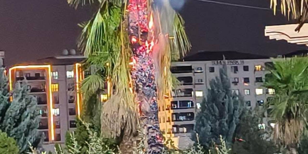 Mardin’de Palmiye Ağacı Ateşe Verildi