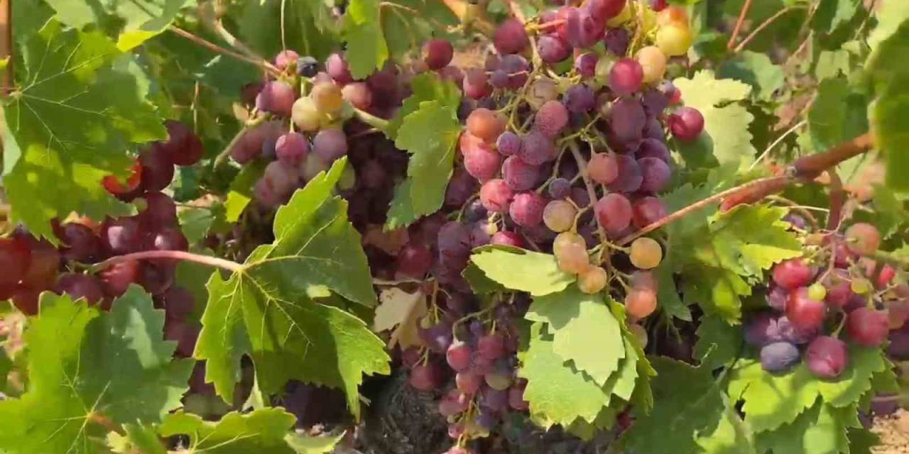 Şarköy’ün Gardinal Üzümünün Hasadı Başladı