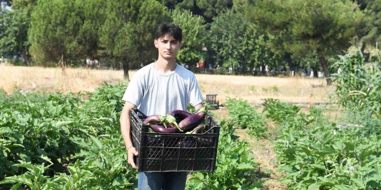 Gazi Tarım’da Hasat Zamanı