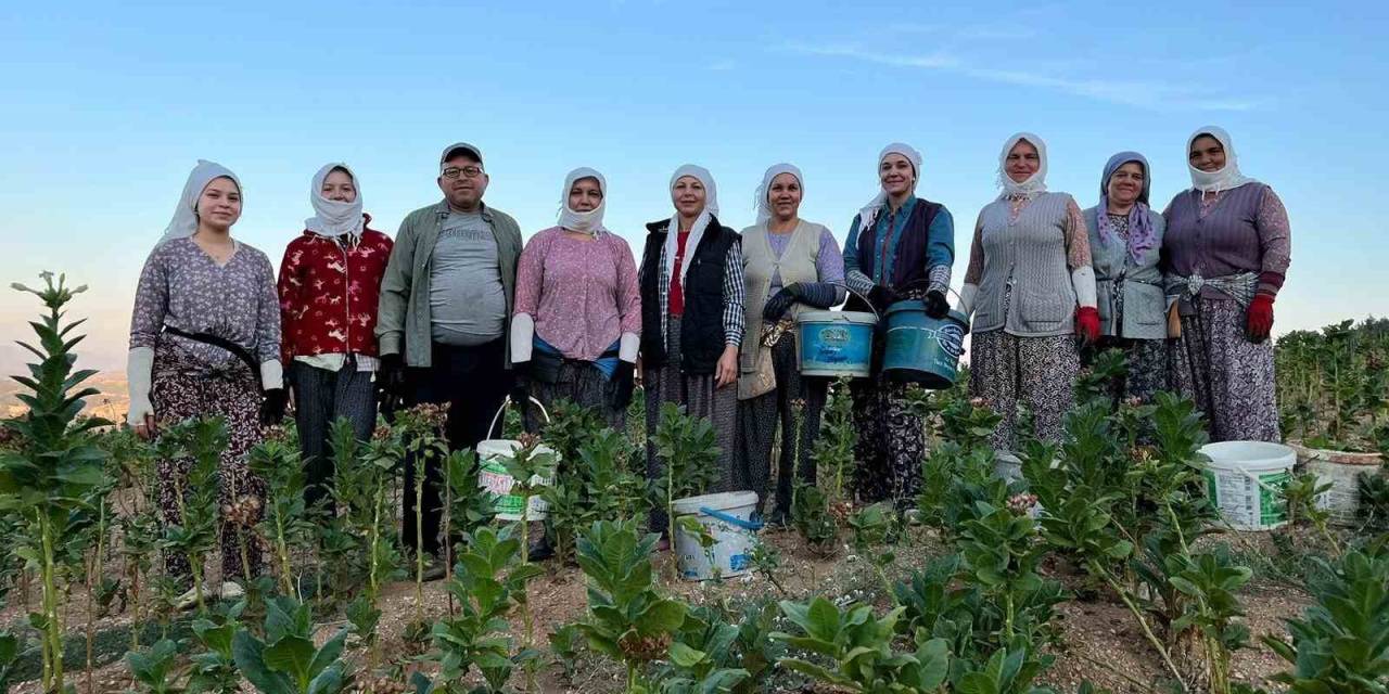 Buldan’da Kekik Ve Tütün Üreticilerinin Yüzü Gülüyor
