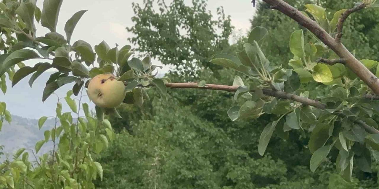 Yüzyılın Donu Meyve Hasadını Vurdu: 10 Dönümde Sadece Bir Çürük Elma Kaldı