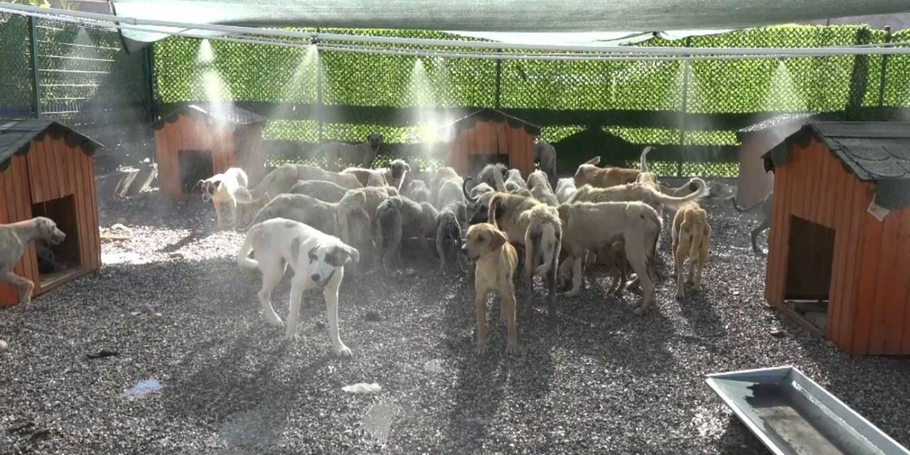 Aşırı Sıcaklardan Bunalan Hayvanlar Fıskiyelerin Altında Serinliyor