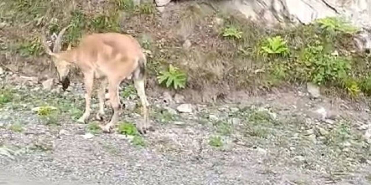 Dereli-şebinkarahisar Karayolunda Sürücülere Yaban Keçisi Sürprizi