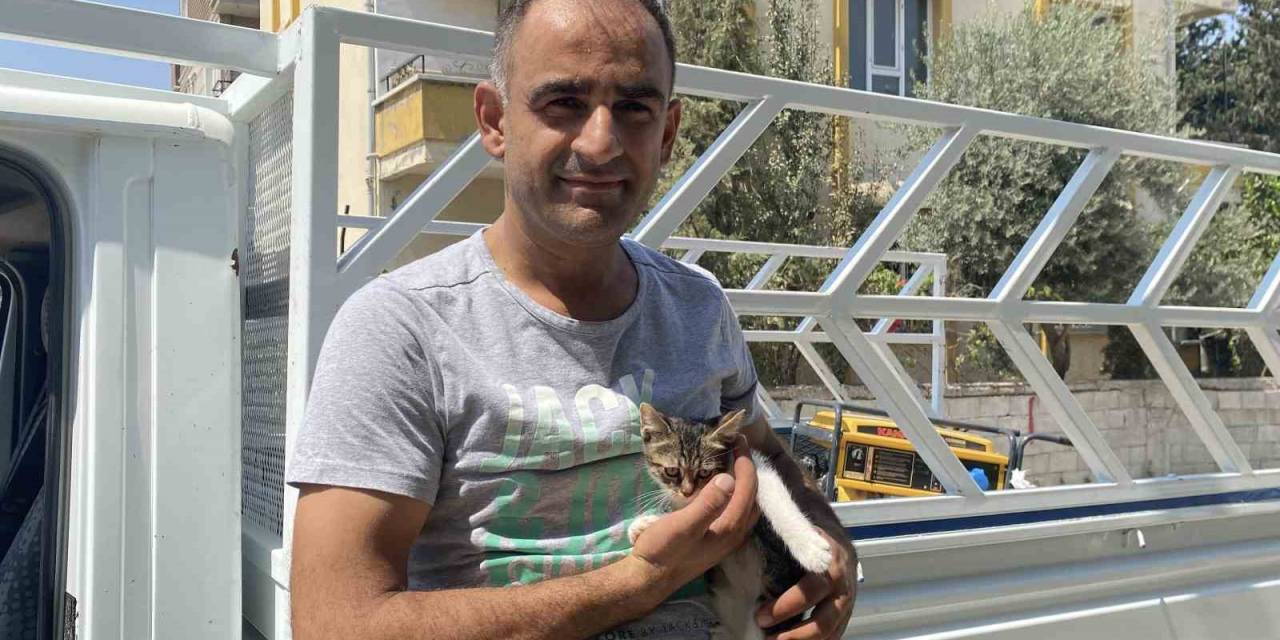 Ağaçta Mahsur Kalan Yavru Kedi Vatandaşın Dikkatiyle Kurtarıldı