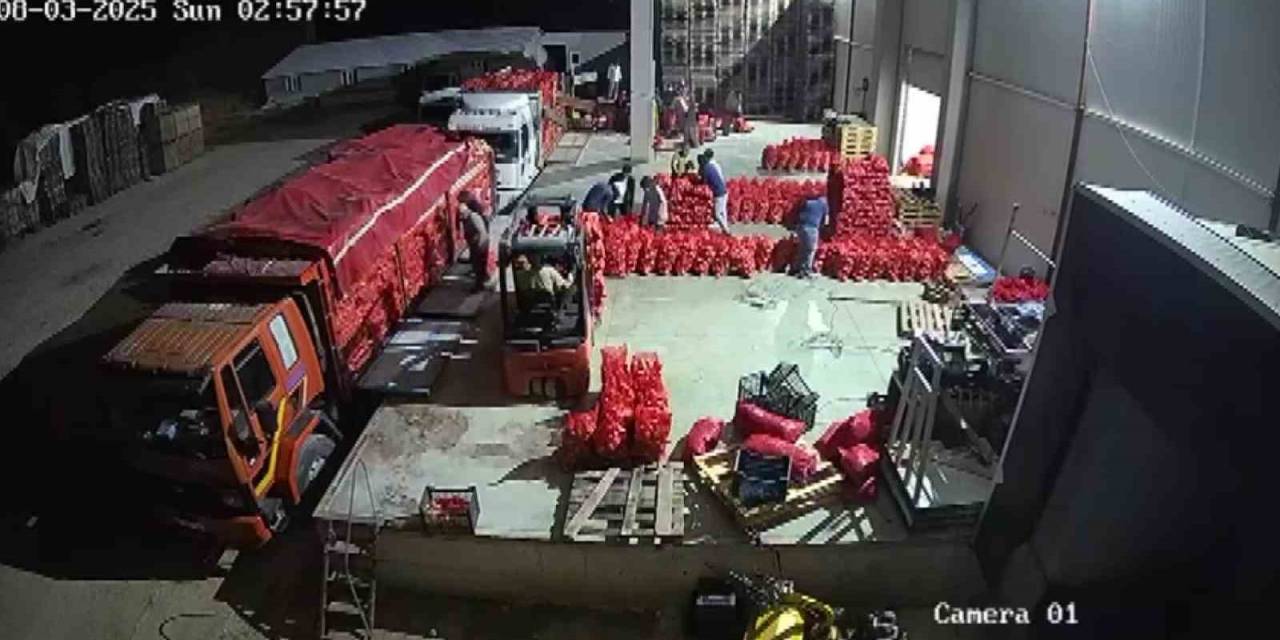 Amasya Soğanı Avrupa’ya Satılıyor