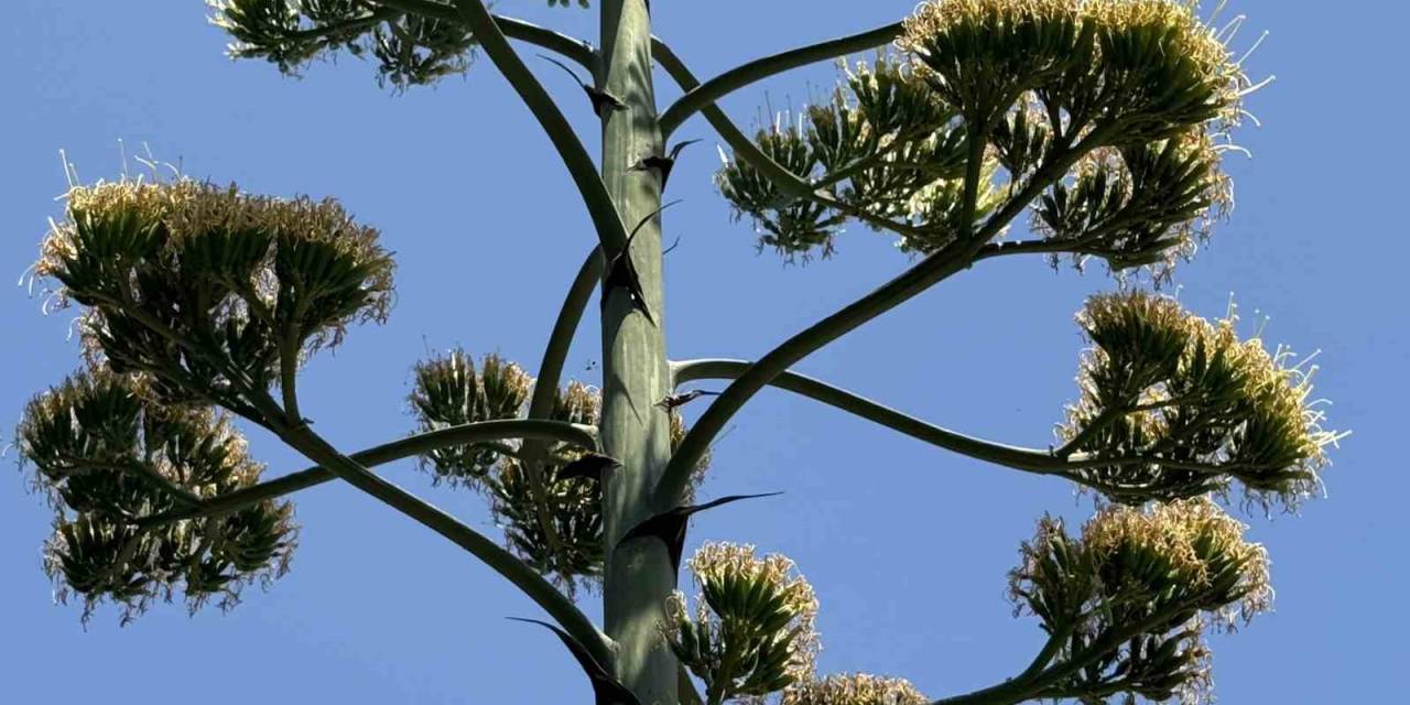 Beylikdüzü’nde Şaşırtan Unesco Listesindeki Endemik Sabır Çiçeği