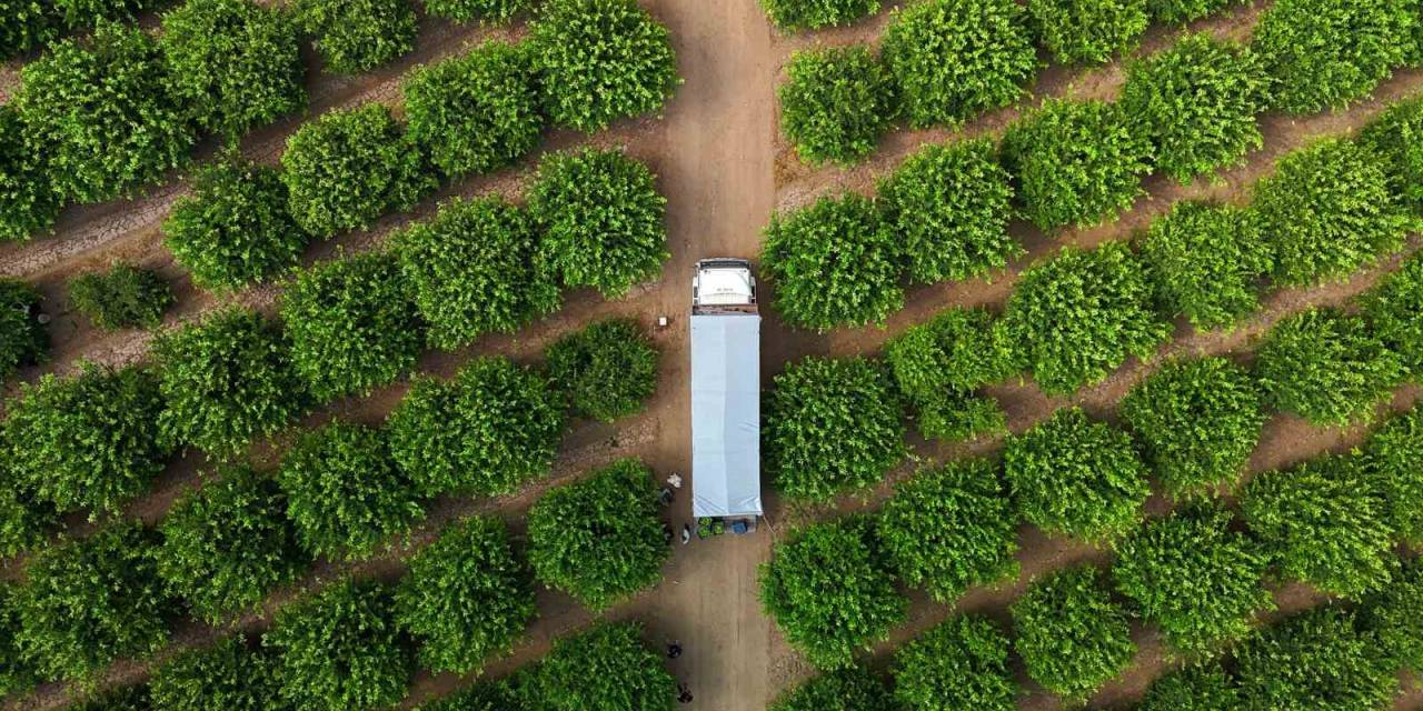 Limonda Fiyatı Düşürecek Hasat Başladı