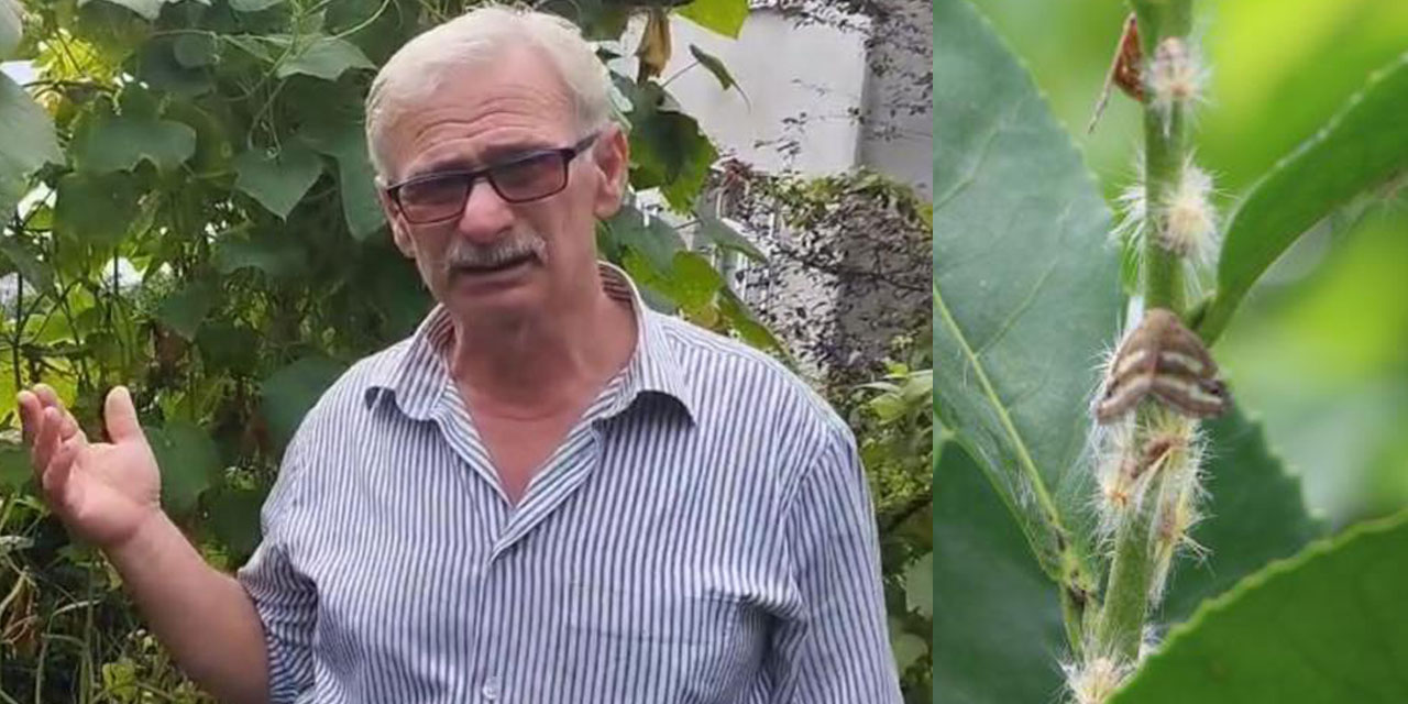 Doğu Karadeniz’in korkulu rüyası 'Vampir kelebekler' yeniden ortaya çıktı