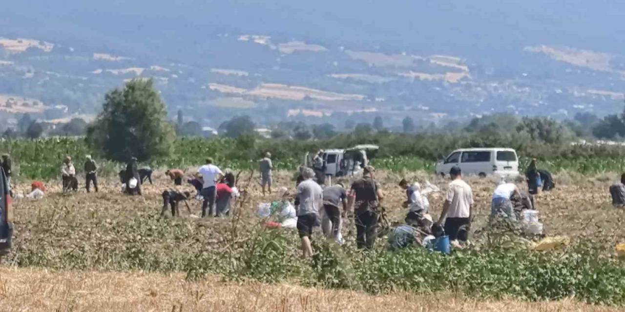 Patates Tarlasındaki Ürünleri Ücretsiz Dağıttı
