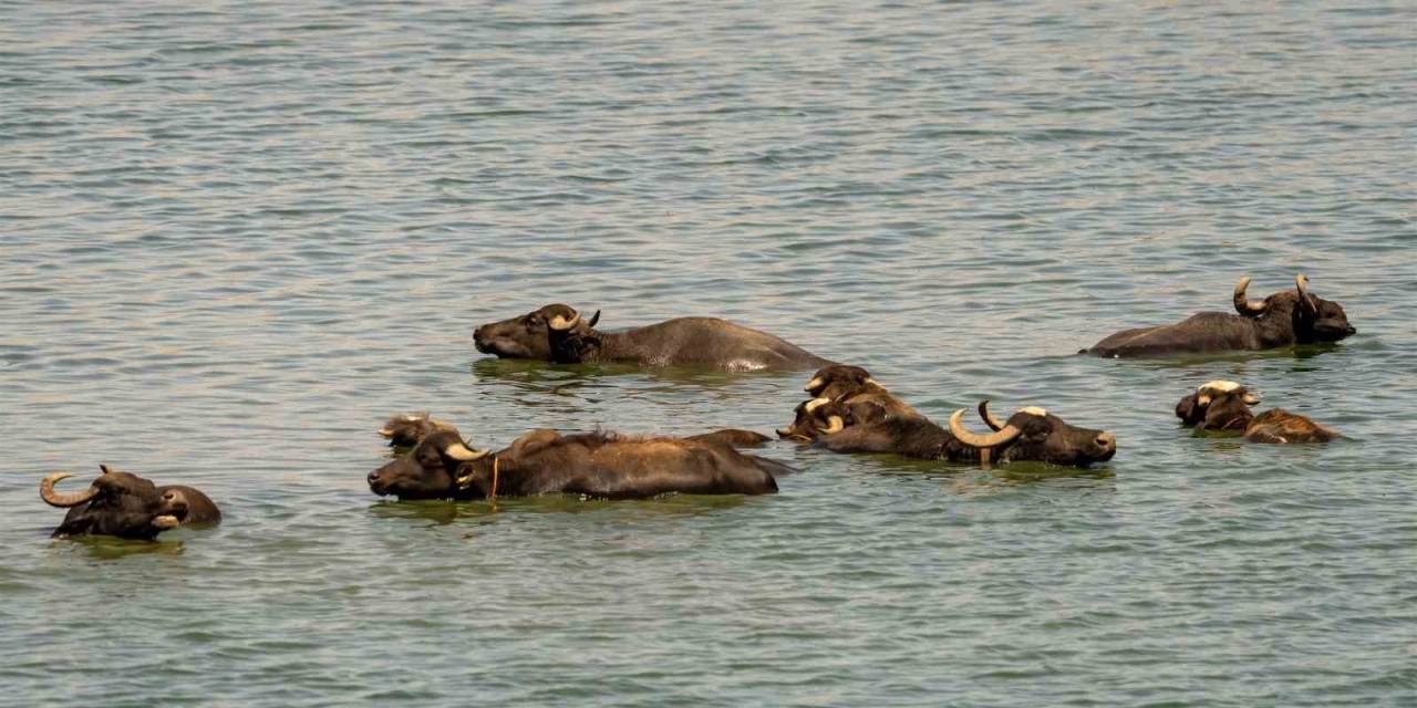 Diyarbakır’da Sığır Ve Mandalar Kabaklı Gölü’nde Serinliyor
