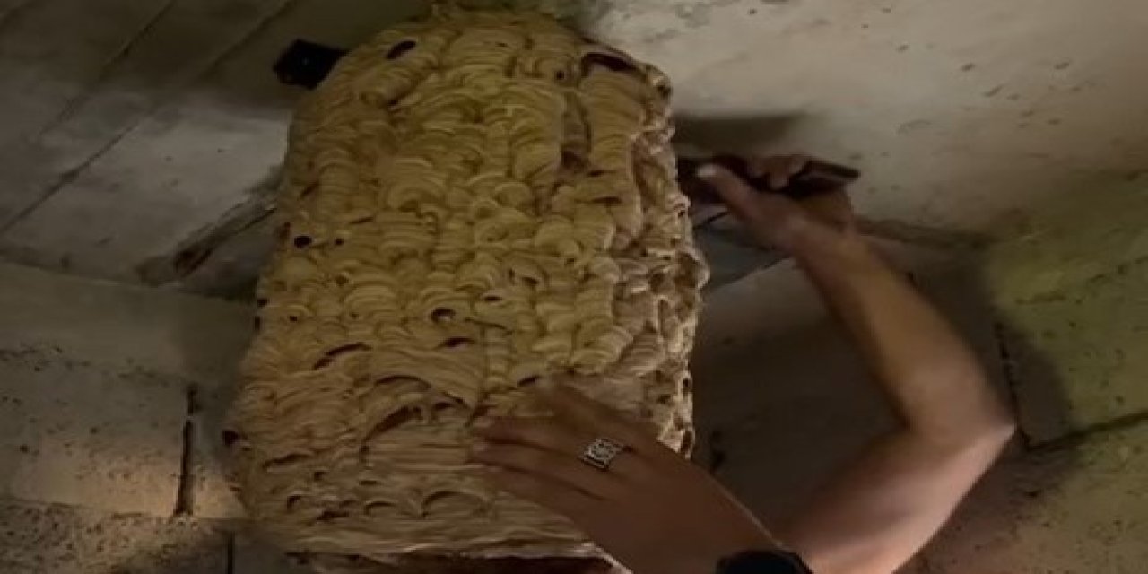 Rize'de dev arı yuvası görenleri şaşırttı