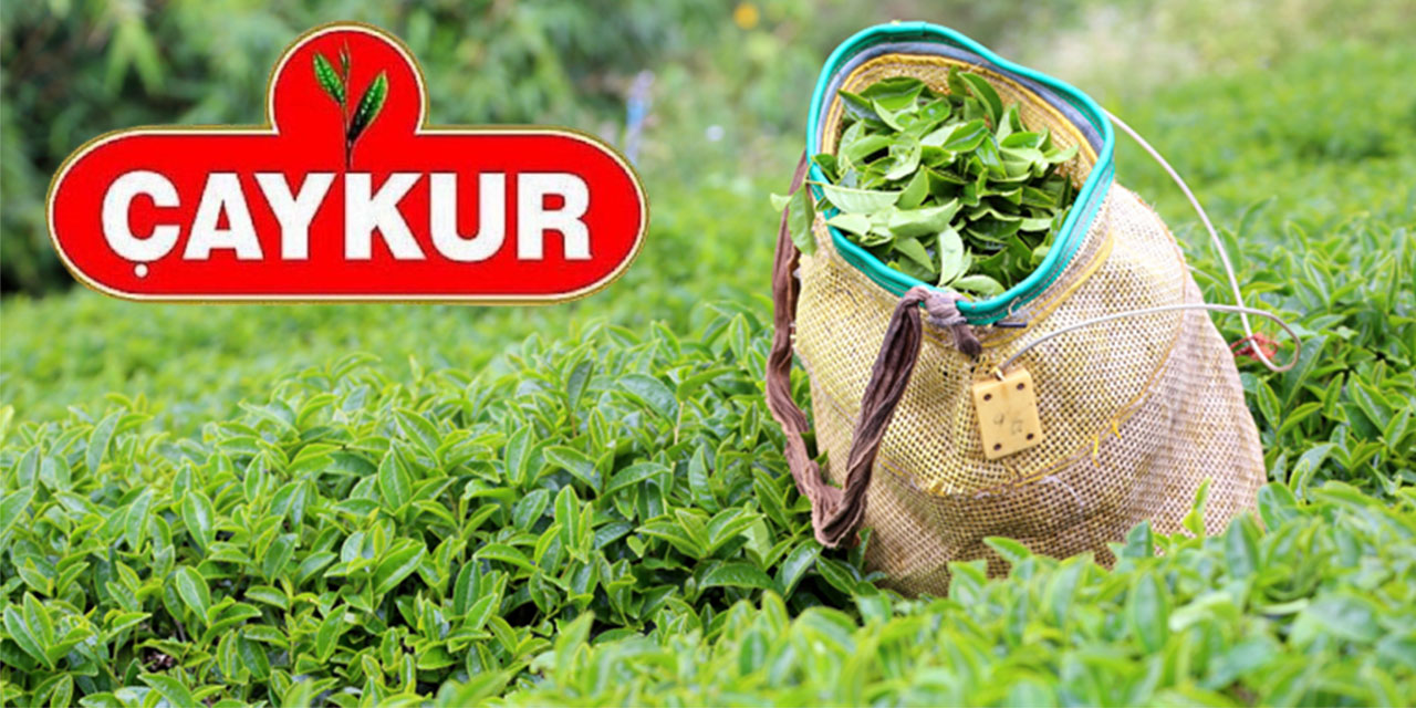 ÇAYKUR, Organik Fark Ücreti ile Temmuz Ayı Yaş Çay Paralarını Ödüyor!