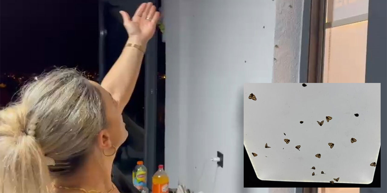 Rize’de bahçelerden sonra evlerde "vampir kelebek" istilası