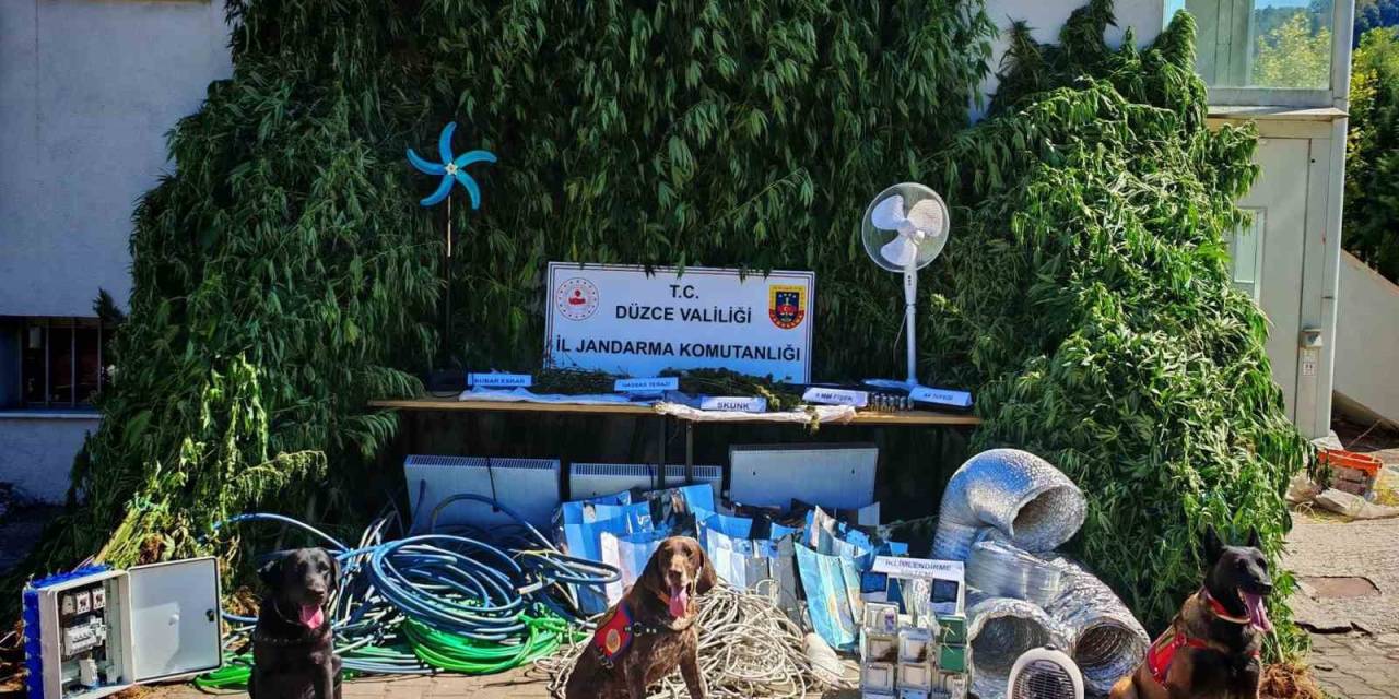 Uyuşturucu Yetiştirene Büyük Darbe