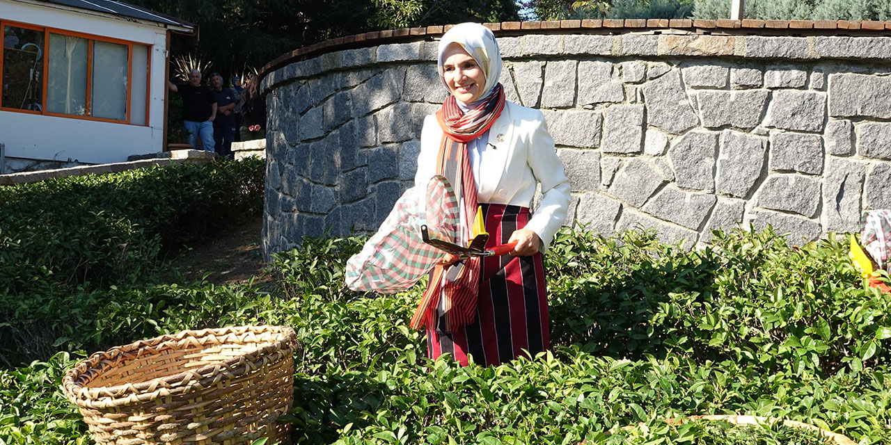 Bakan Göktaş, Rize'de çay topladı