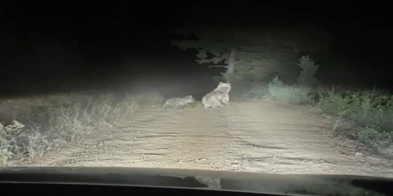 Ayı ve yavrusunun taksiye saldırma anı kamerada