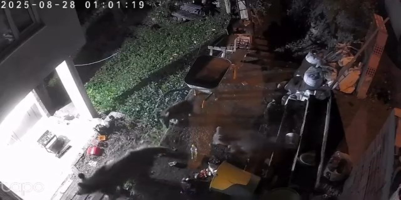 Rize'de yiyecek arayan ayı ve yavruları kamerada