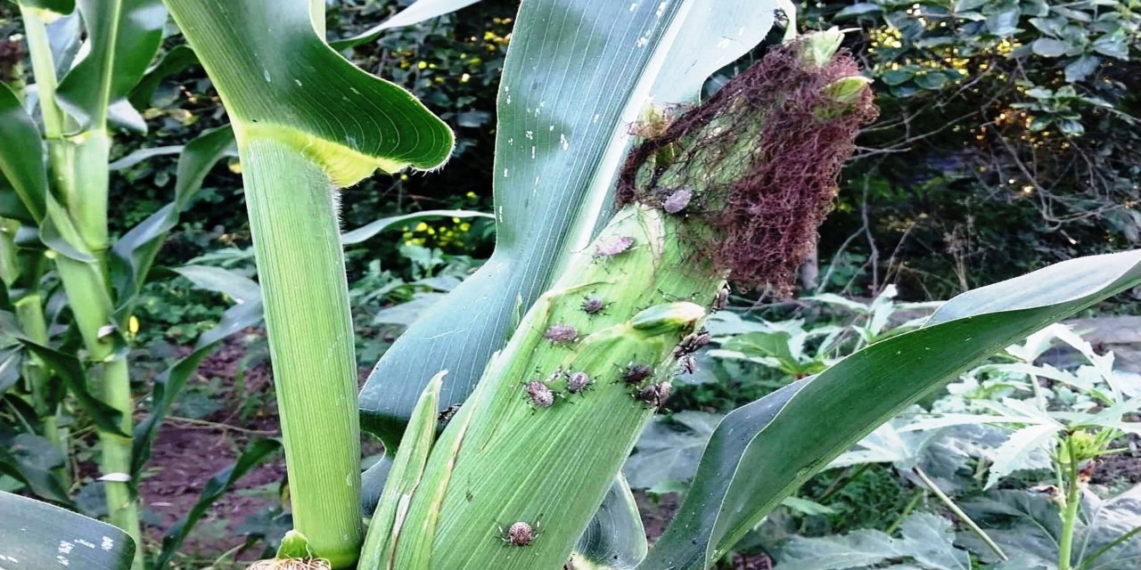 Mısırda kahverengi kokarcaya karşı 2. ilaçlama dönemi