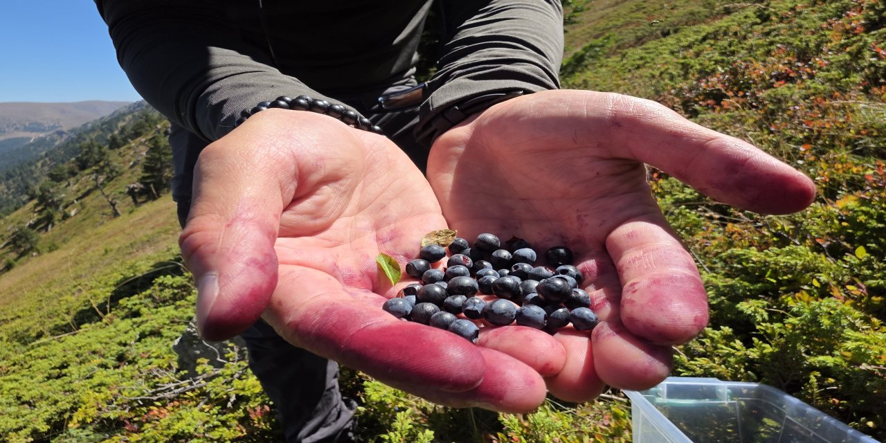 Doğanın şifa kaynağı Likarpa, Gümüşhane'de şenliğe dönüştü
