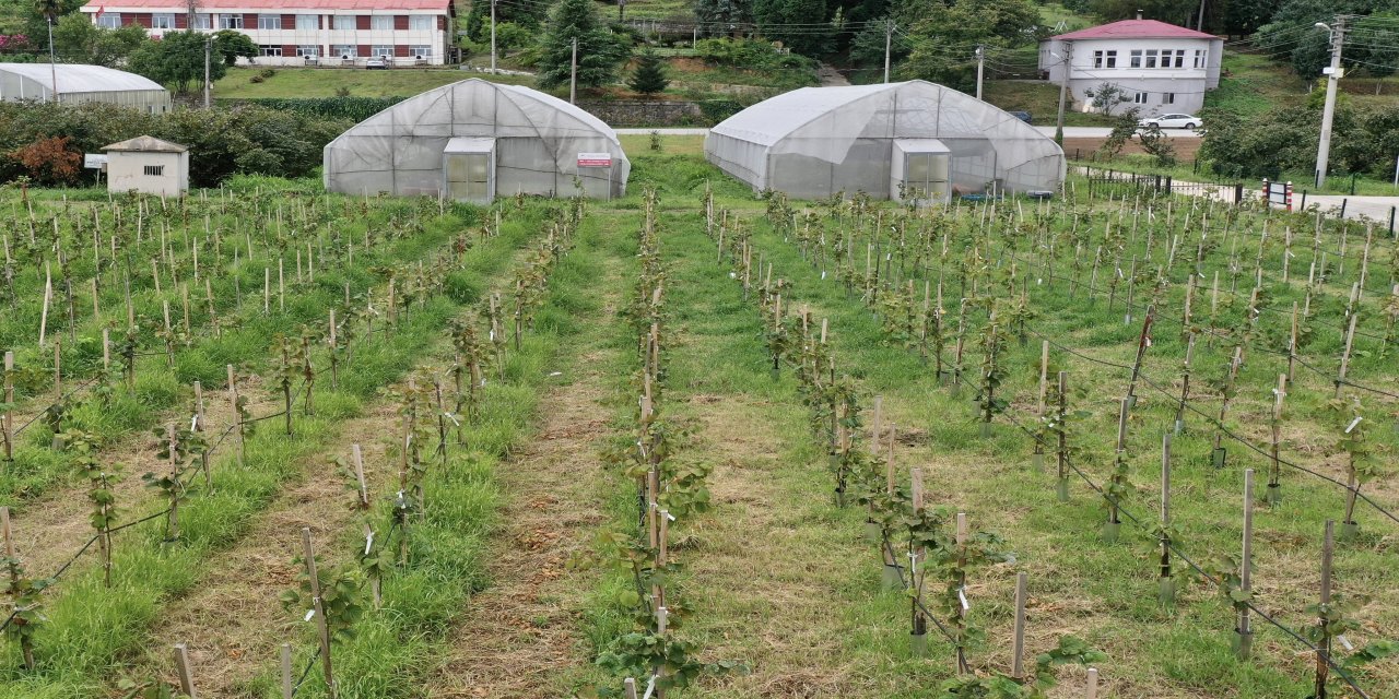 Yüksek verimlilik ve dona dayanıklılık için 4 binin üzerinde fındık bitkisi incelenecek