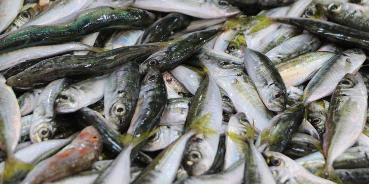 Rize'de balık yok ama umut var