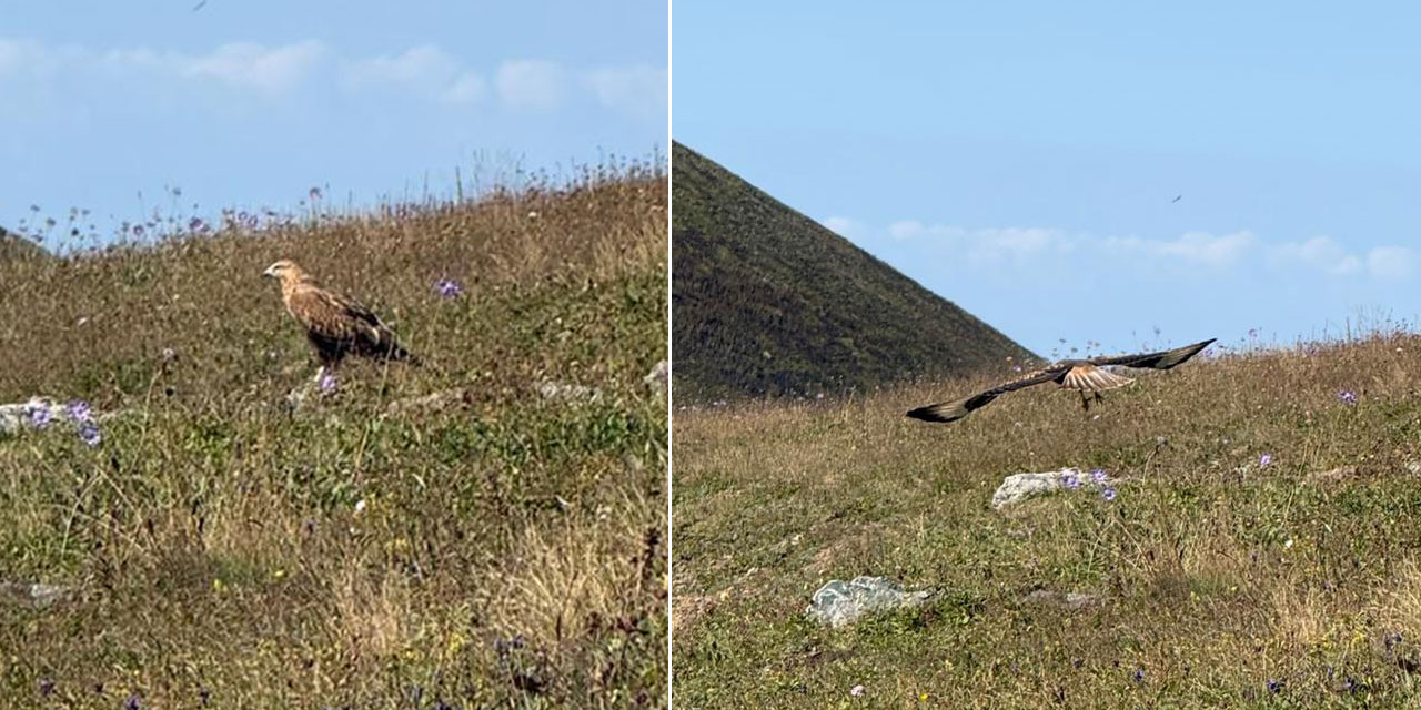 Doğanın Göz Alıcı Yırtıcı Kuşu Kaya Kartalı Rize’de Görüntülendi