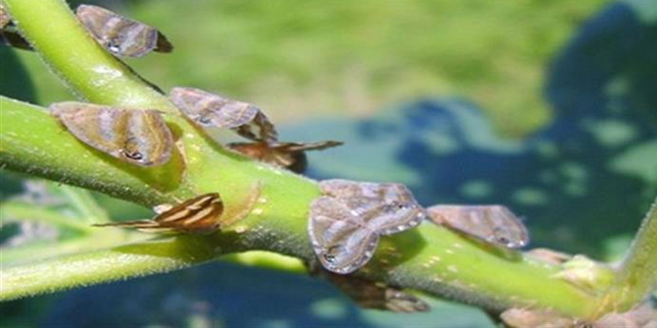 Yalancı Kelebek (Ricania japonica) Zararlısına Karşı Geçici İzinle İlaç Kullanımı Başladı