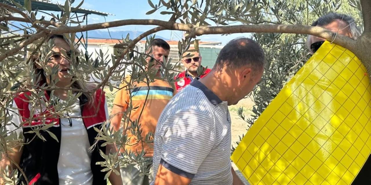 Zeytin Üreticilerine Zeytin Sineğiyle Mücadele İçin Tuzak Dağıtıldı