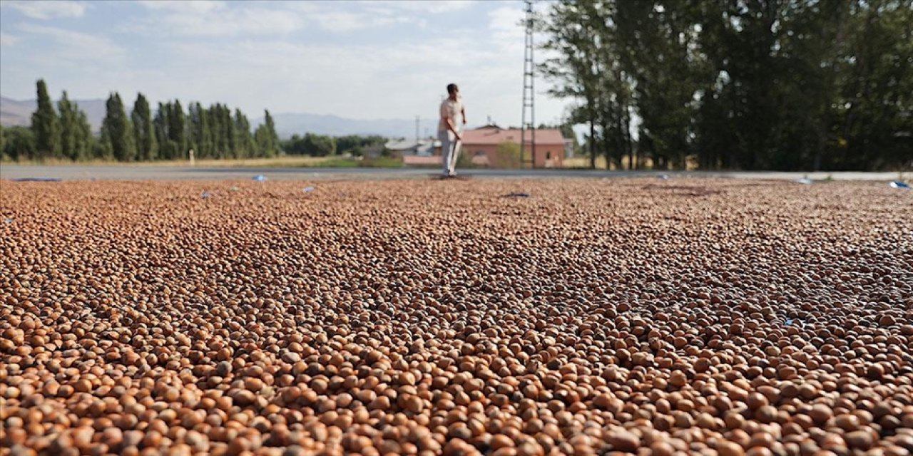 Trabzonlu üreticiler eğimli arazilerinde kurutamadıkları fındıklarını Bayburt'a taşıdı