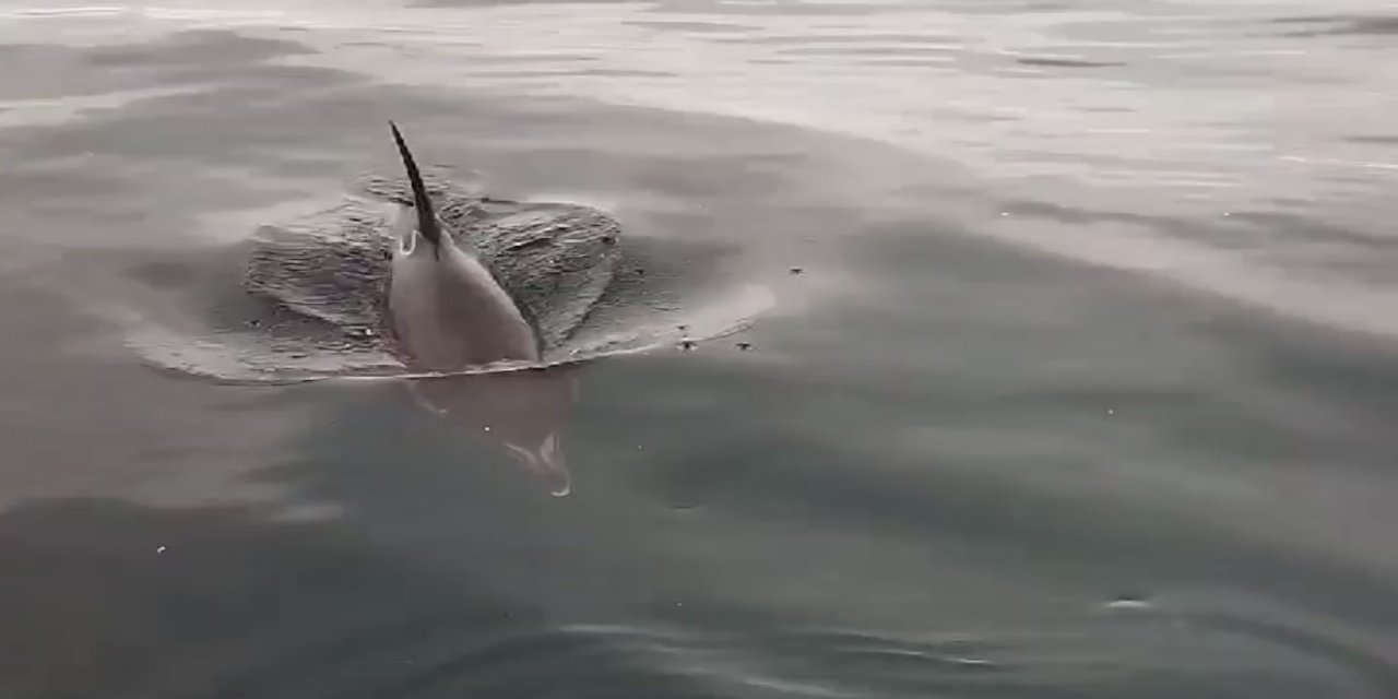 Yanına yaklaşan yunusu ekmek ve domatesle besledi