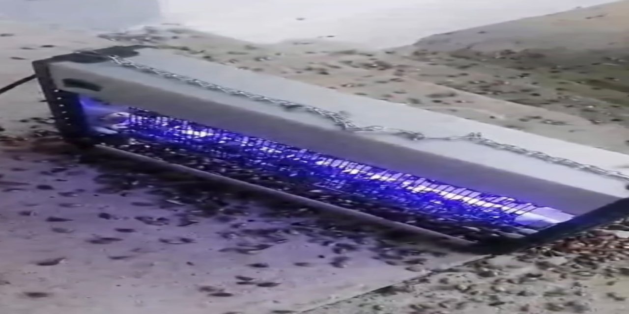 Kahverengi kokarcaya ultraviyole çözüm