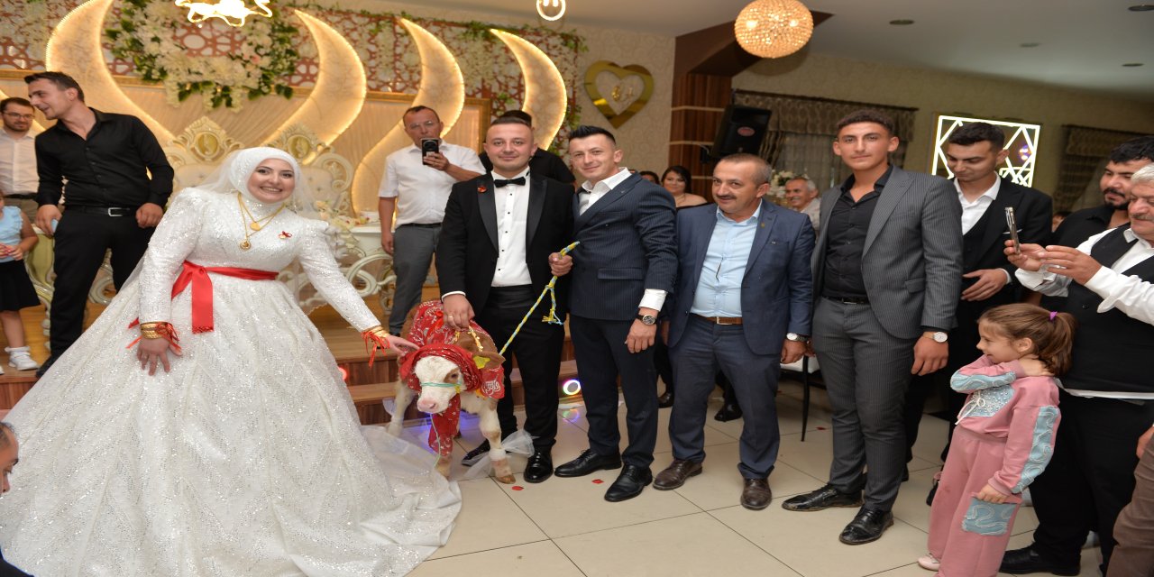 Düğünde gelin ve damada ilginç takı: Buzağı hediye ettiler