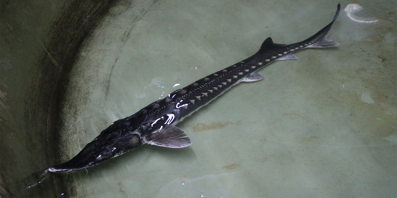 Havyarının kilosu bin avro olan mersin balığı, Bolu’da üretilip dünya pazarına sunulacak