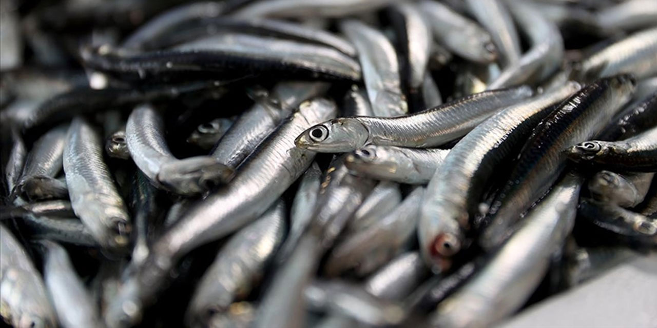 Bu sezon hamsi bolluğu yaşanması bekleniyor
