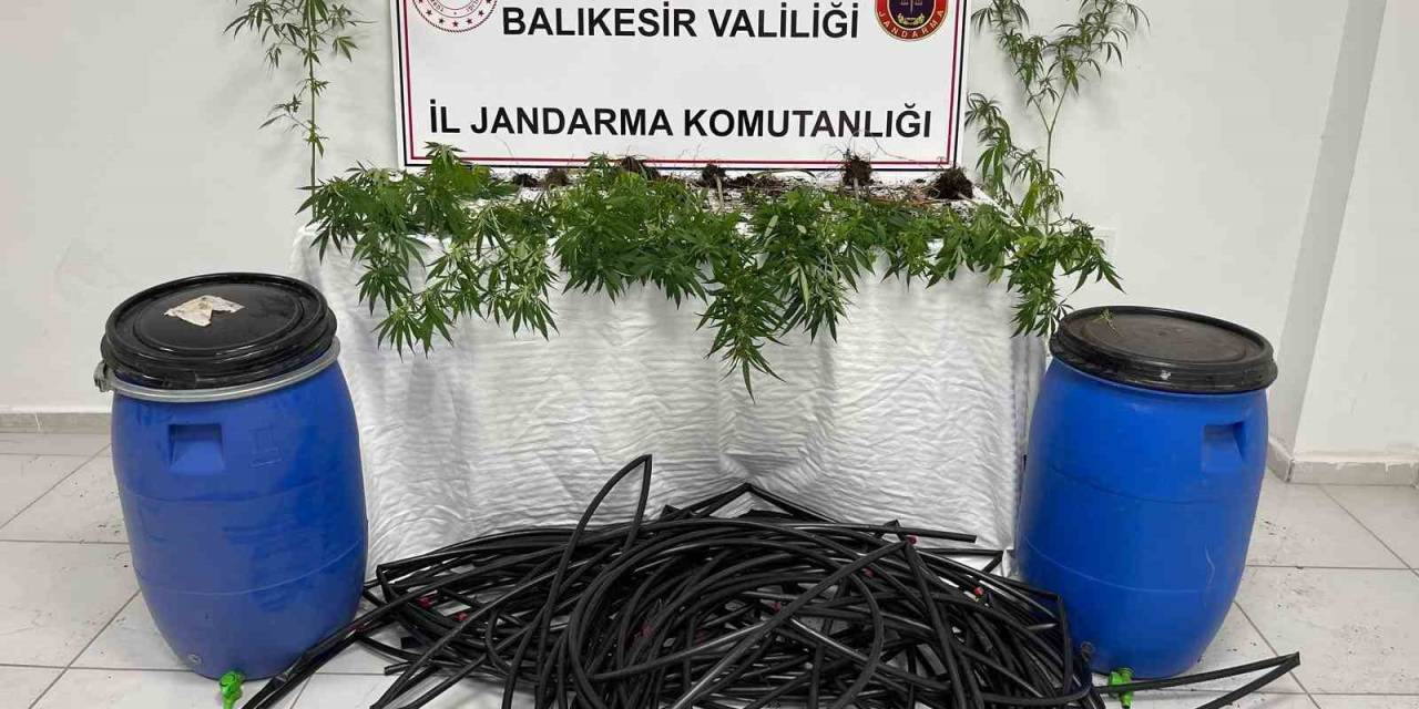 Damlama Sulamalı Kenevir Tarlasına Jandarma Baskını