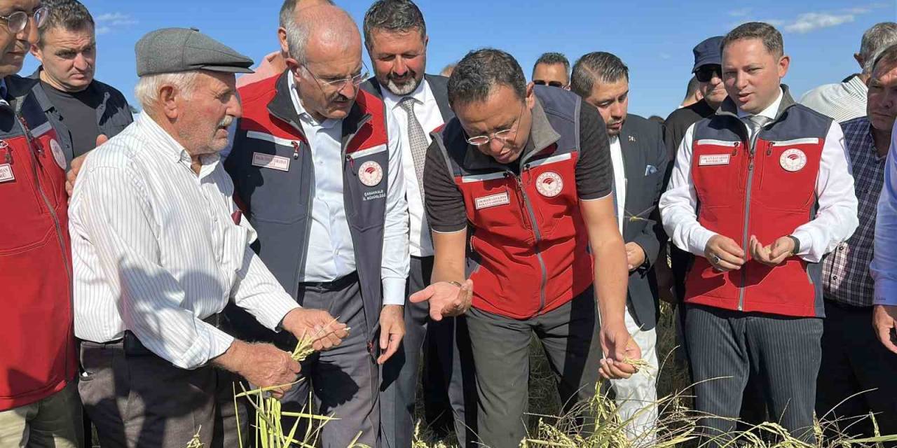 Çanakkale’de Damla Sulamayla Yetiştirilen Çeltiklerde Hasat Zamanı