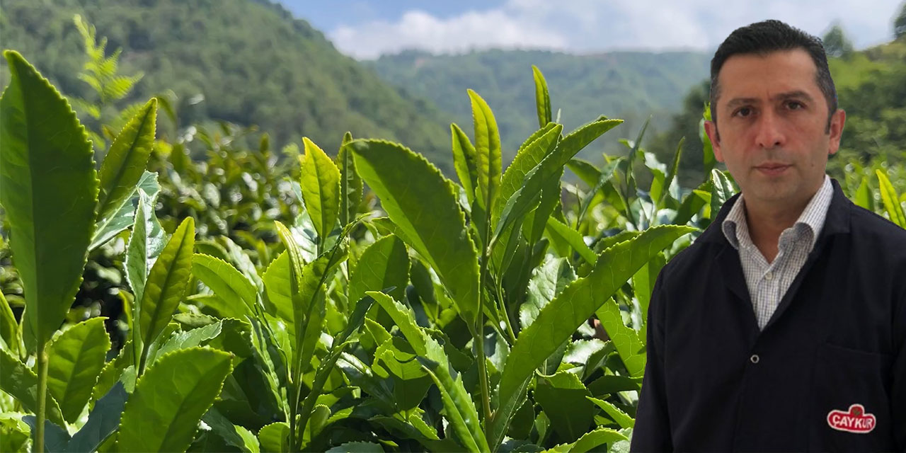 Çay atığından topraksız tarım; ‘kokopit’e alternatif ‘çaykopit’