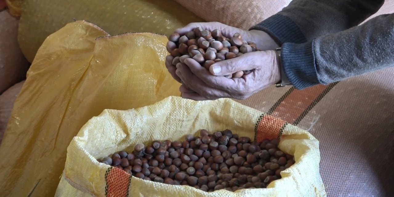 Ordu’da serbest piyasada fındık fiyatları 300 liraya ulaştı