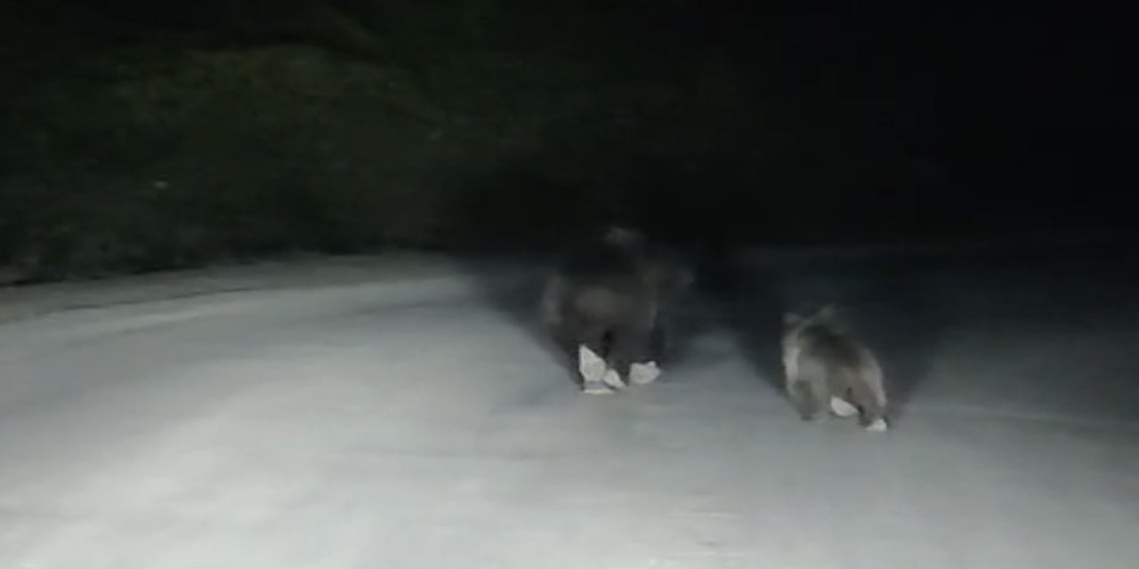 Yola inen bozayı ve yavrusu kamerada