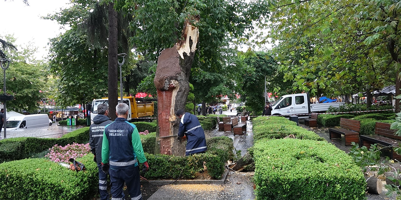 Trabzon’da rüzgarın devirdiği ağaç, parktaki bankların üzerine düştü