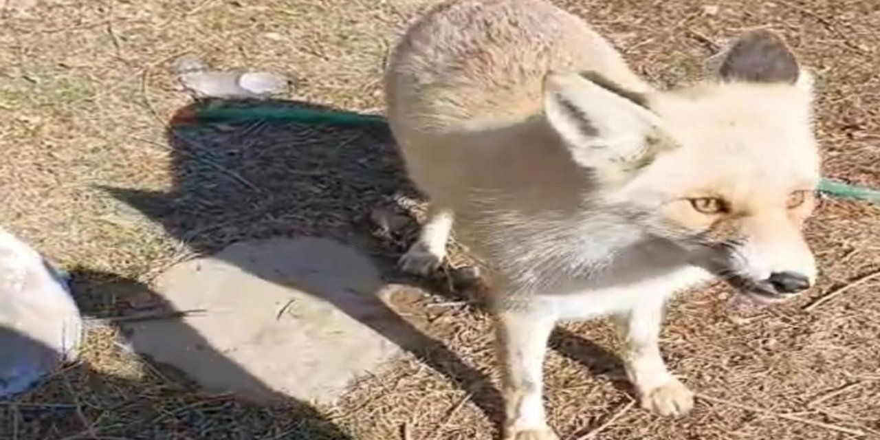 Oflu Süleyman amcanın tilki ile dostluğu