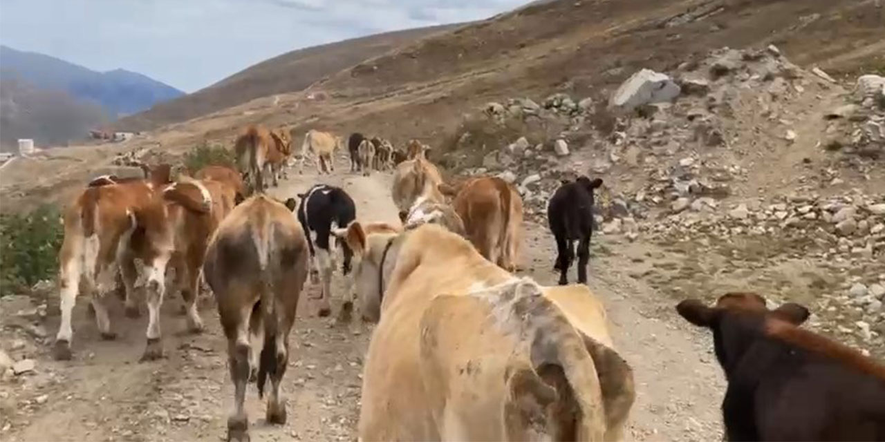 Doğu Karadeniz'in yüksekleri beyaza büründü; çobanlar sürülerini yayladan indirdi