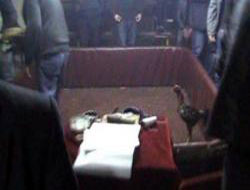 Horoz dövüştürdükleri yer isyan ettirir!