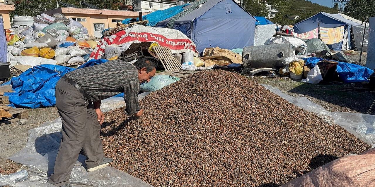 Köy köy dolaşıp boş fındık avına çıkıyorlar